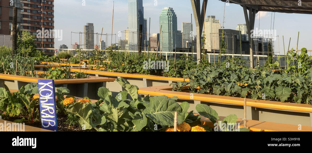 Erhöhte Gemüsebeete Gemüsegarten auf der grünen Dachterrasse auf der Terrasse eines Hochhauses in Long Island City, Queens - Smartphone-aufgenommenes Stockfoto