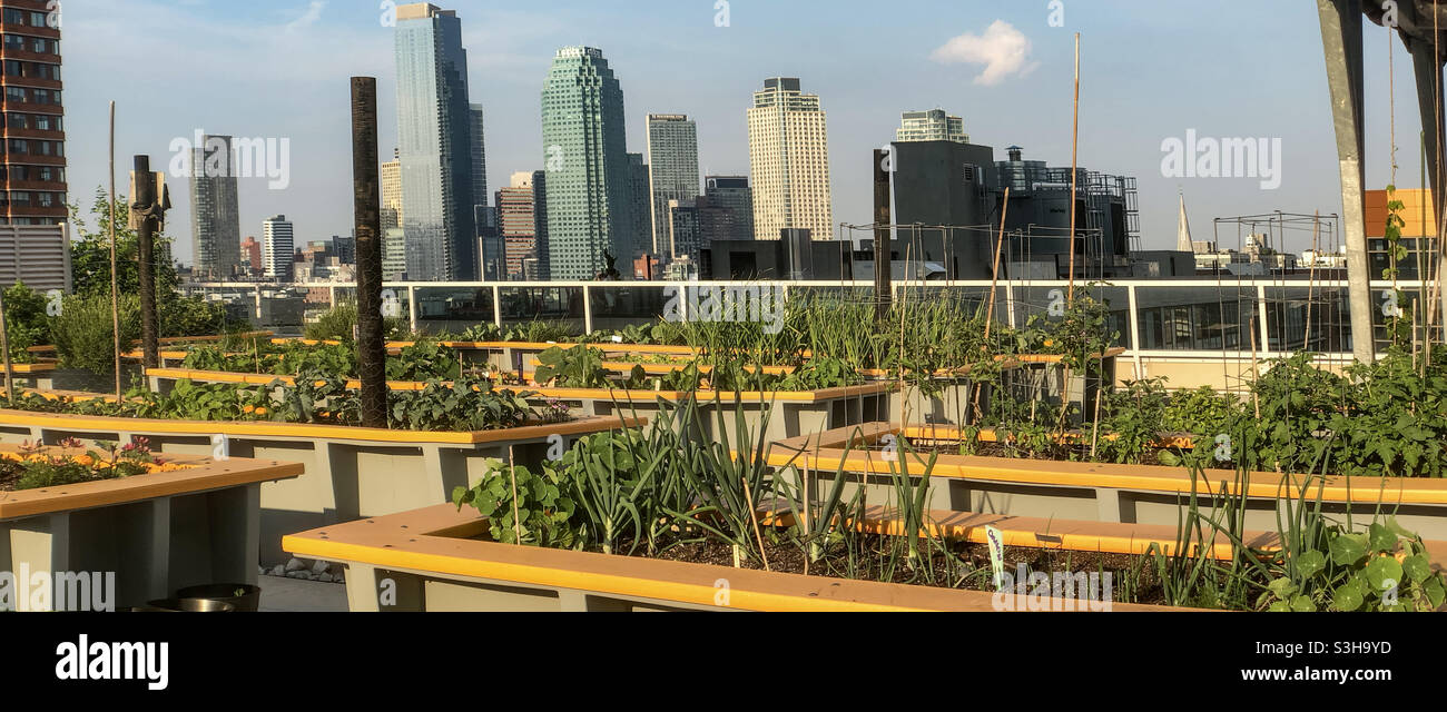 Erhöhte Gemüsebeete Gemüsegarten auf der grünen Dachterrasse auf der Terrasse eines Hochhauses in Long Island City, Queens - Smartphone-aufgenommenes Stockfoto