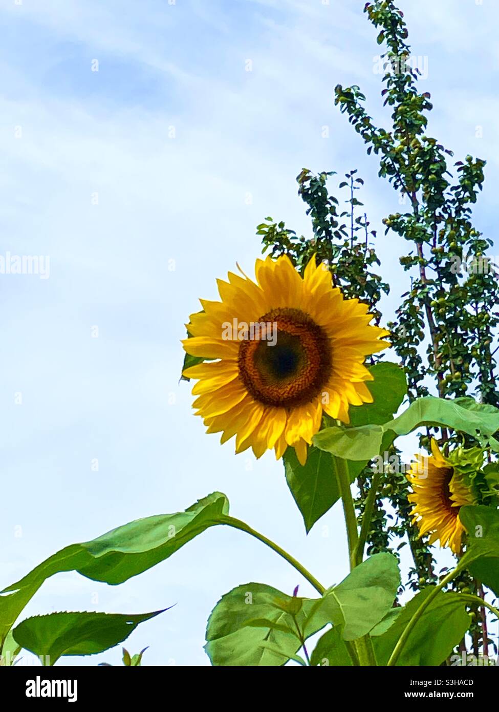 Sonnenblume Stockfoto