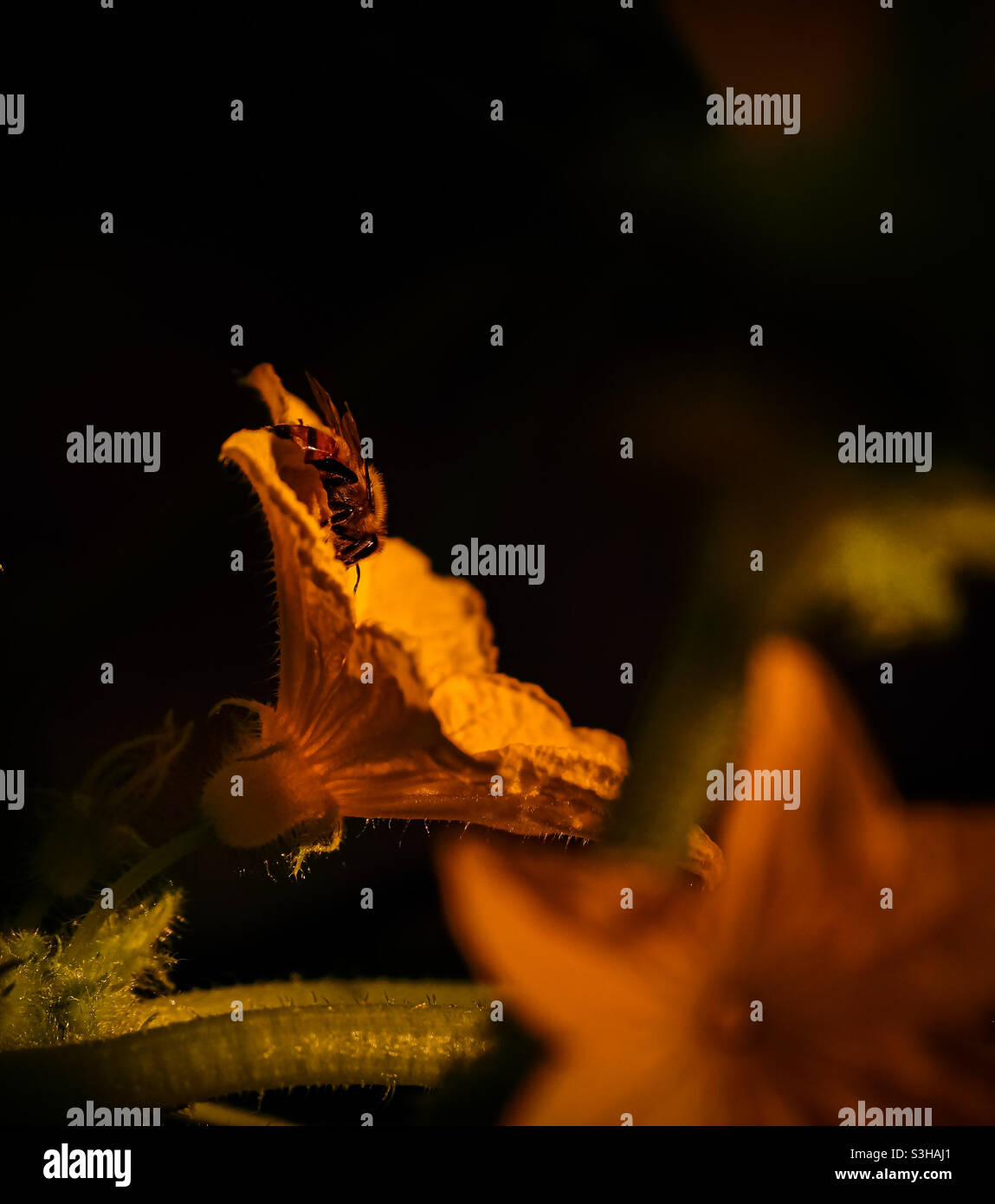 Am Abend kriecht Honigbiene auf eine Gurkenblüte im Garten. Stockfoto