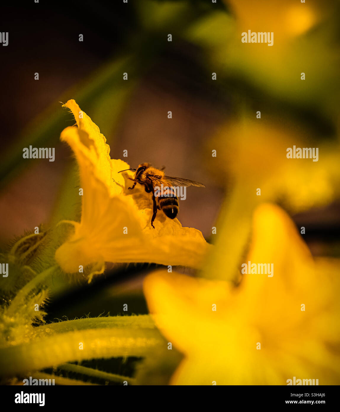 Honigbiene schlummert Nektar aus den äußeren Blütenblättern einer Gurkenblüte. Stockfoto