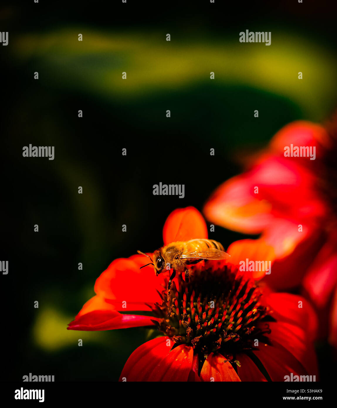 Honigbiene am Vormittag, die aus einer Kegelblume im Park in den Flieger tritt. Stockfoto