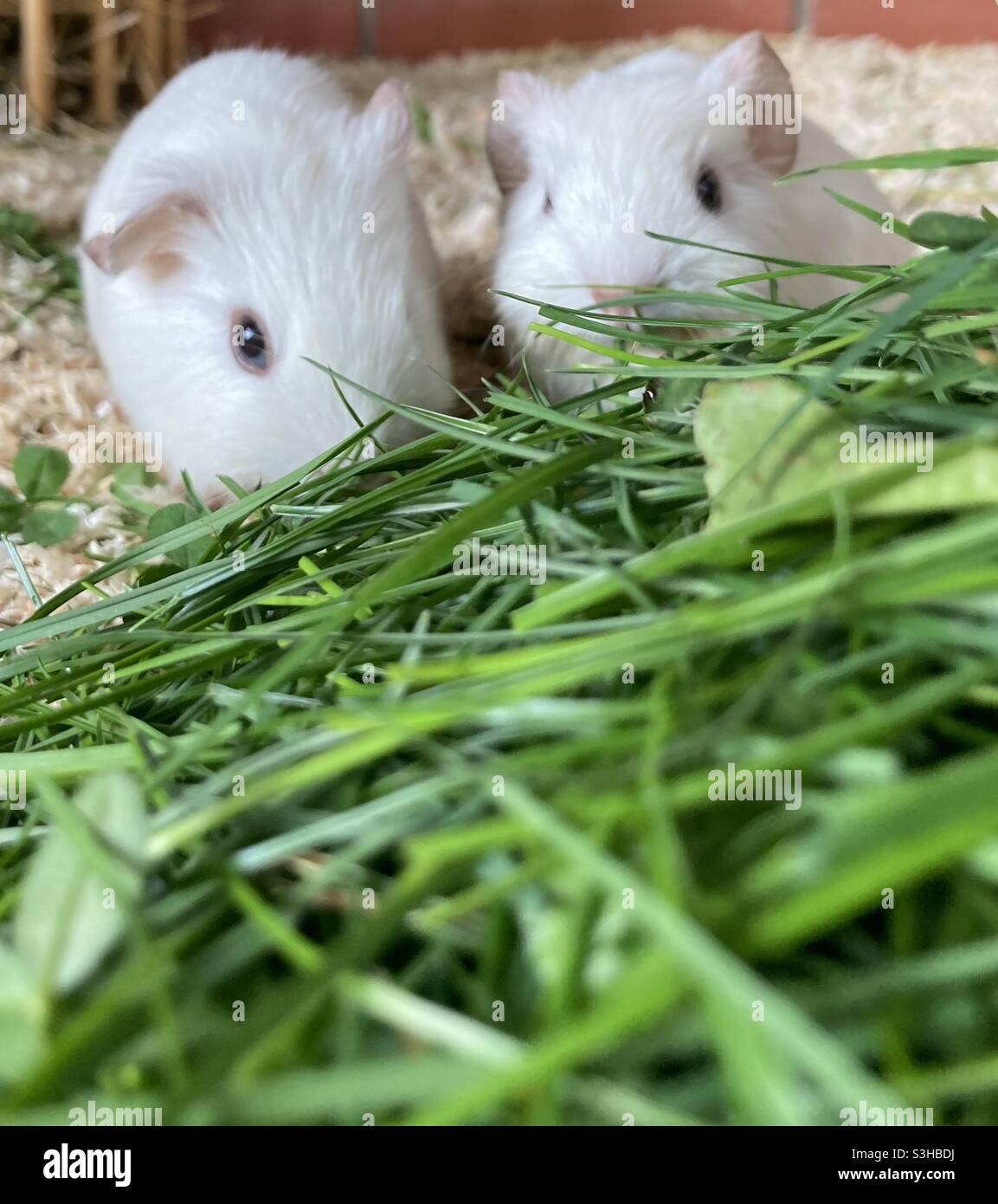 Zwei Kleine Weißguineaschweine - Smartphone-aufgenommenes Stockfoto