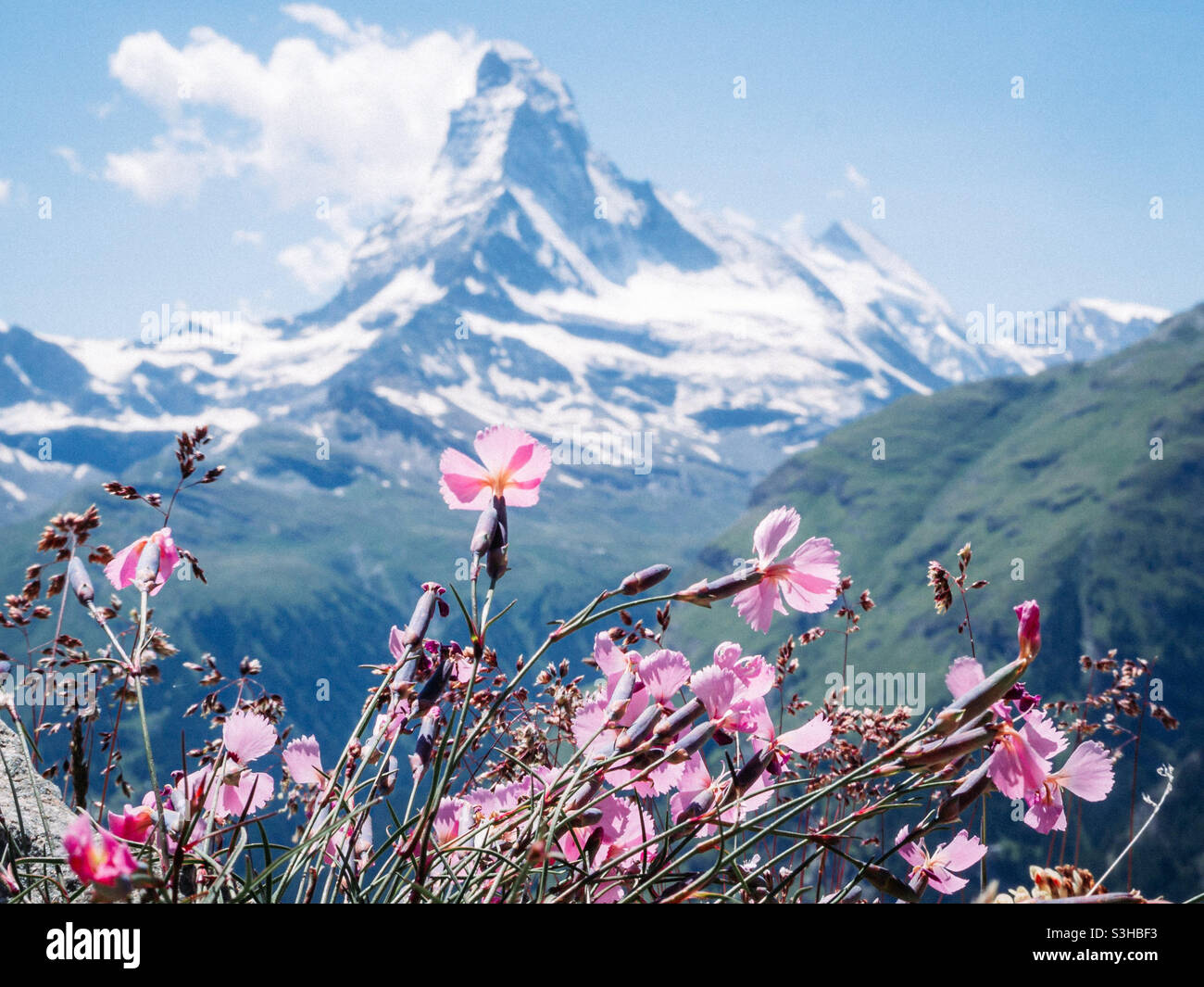 Alpenflora mit Matterhorn-Berg im Hintergrund Stockfoto