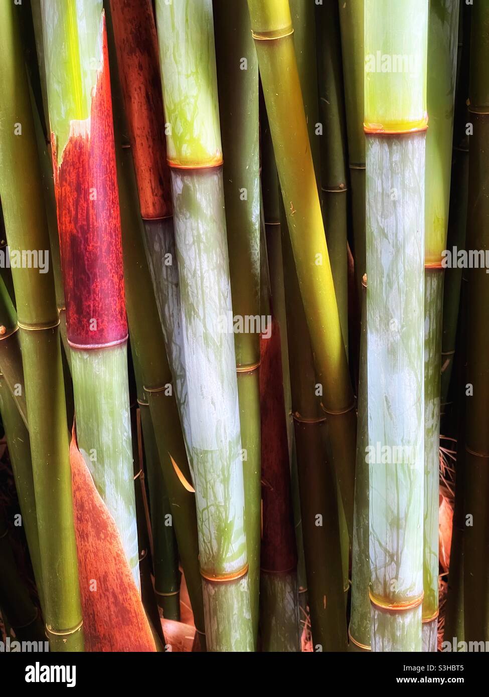 Stängel von Bambuspflanzen. (Fargesia lushiensis) Stockfoto
