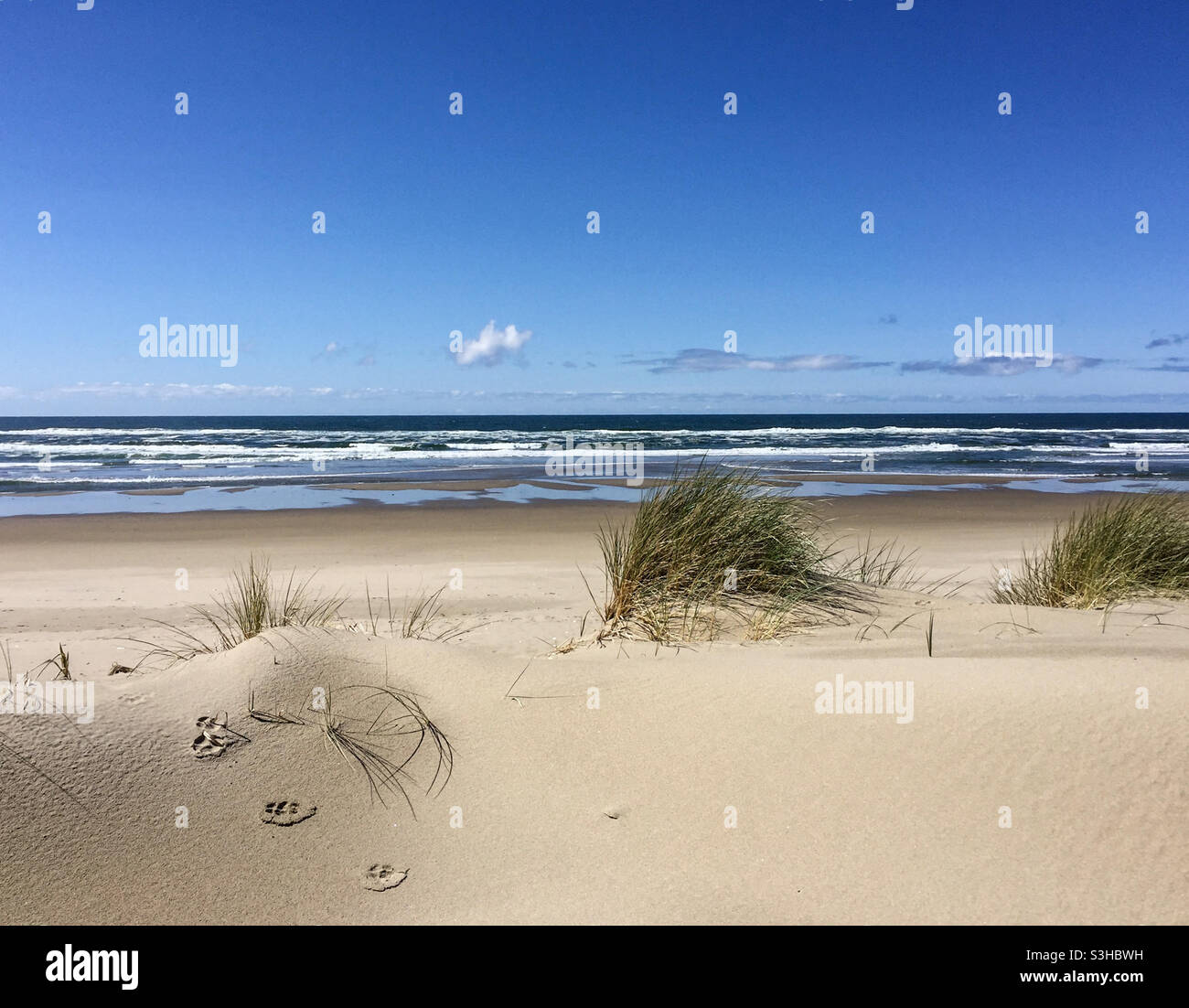 Paw-Drucke im Sand an der Küste von Oregon Stockfoto