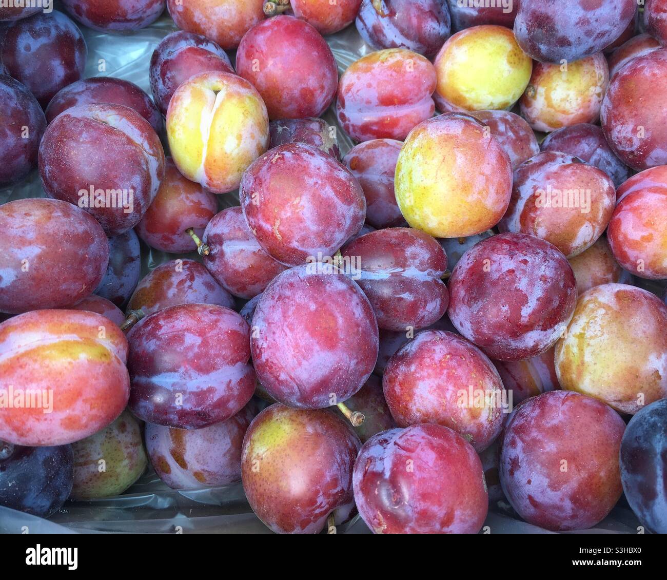 Frisch gepflückte britische Bio-Pflaumen - Smartphone-aufgenommenes Stockfoto