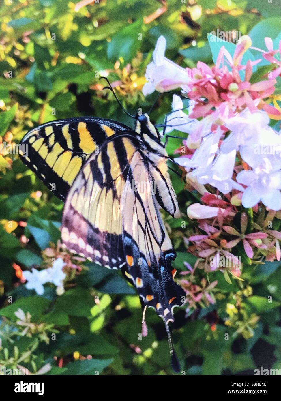 Der Schwalbenschwanz des östlichen Tigers steht auf der Abelienblüte - Smartphone-aufgenommenes Stockfoto
