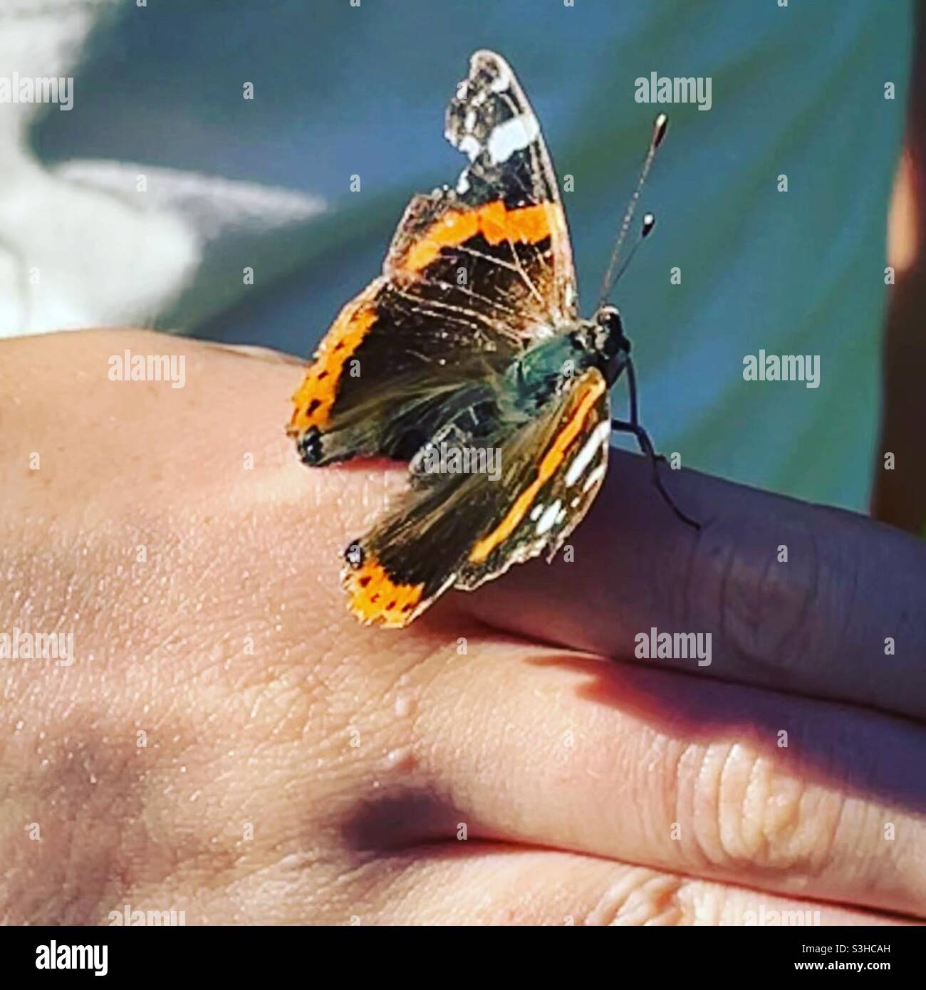 Schmetterling auf der Hand des Mädchens Stockfoto