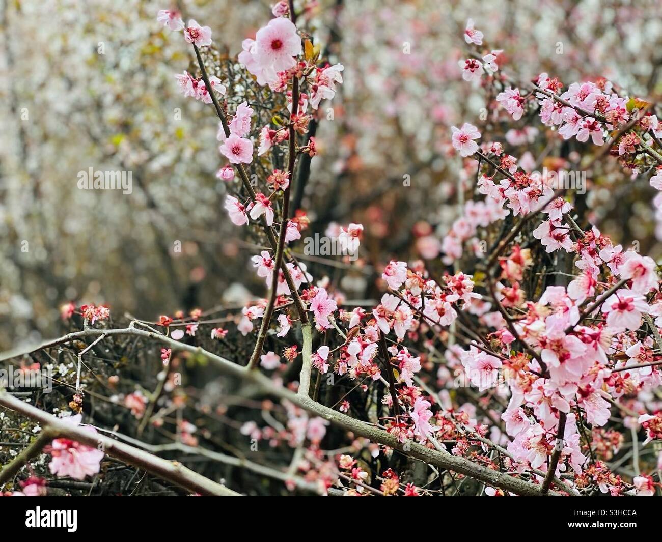 Shanghai Garten Pfirsich Blumen Stockfoto