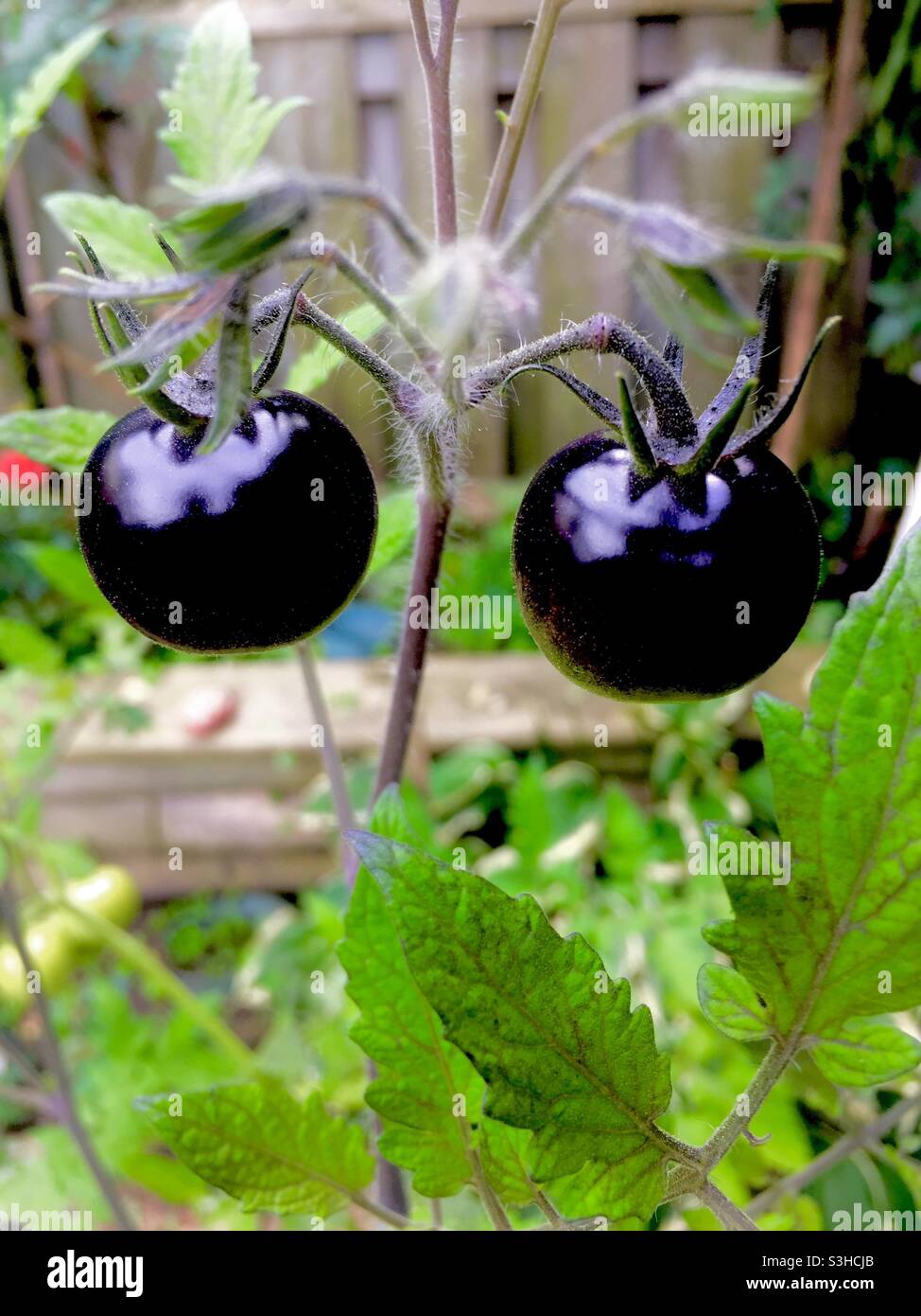 Zwei traditionelle schwarze Kirschtomaten auf einer Pflanze in einem Hinterhof, Ontario, Kanada. Lateinischer Name: Solanum lycopersicum. Schwer zu finden, schwarze Haut, süß. Eigenbau. Stockfoto