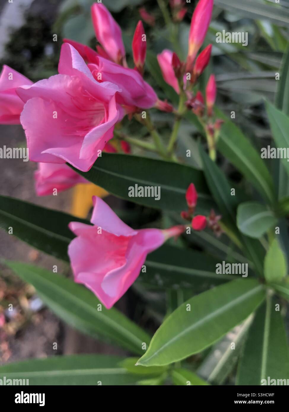 Pinky Blumen Pflanzen Stockfoto
