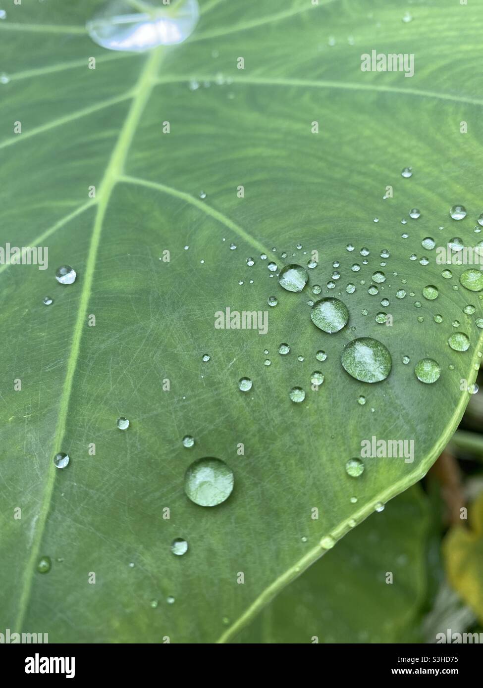 Regentropfen auf einem grünen Blatt. Stockfoto