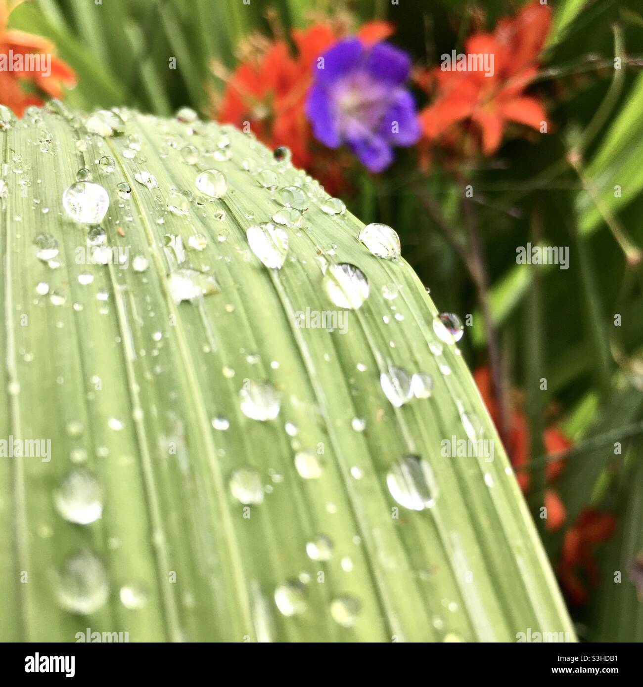 Regentropfen, Kaskade, Blumen, Natur, Regentropfen, Wasserfall, Ruhe, Hintergrundbilder Stockfoto