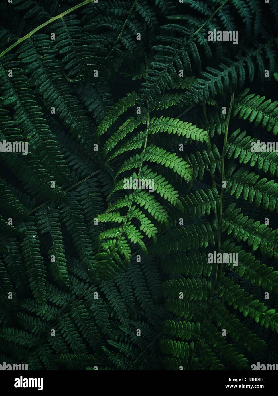 Üppige dunkelgrüne Farne und Wedel Laub in einem Dschungel auf Natur Hintergrundbild mit Kopierraum Stockfoto