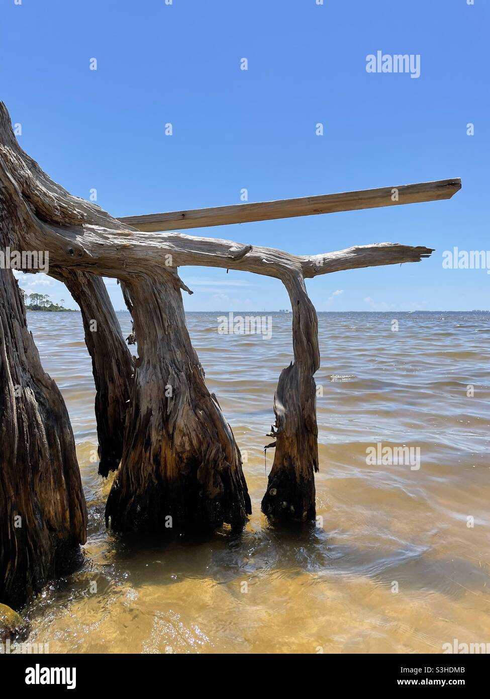Große Baumwurzeln aus dem Wasser - Smartphone-aufgenommenes Stockfoto