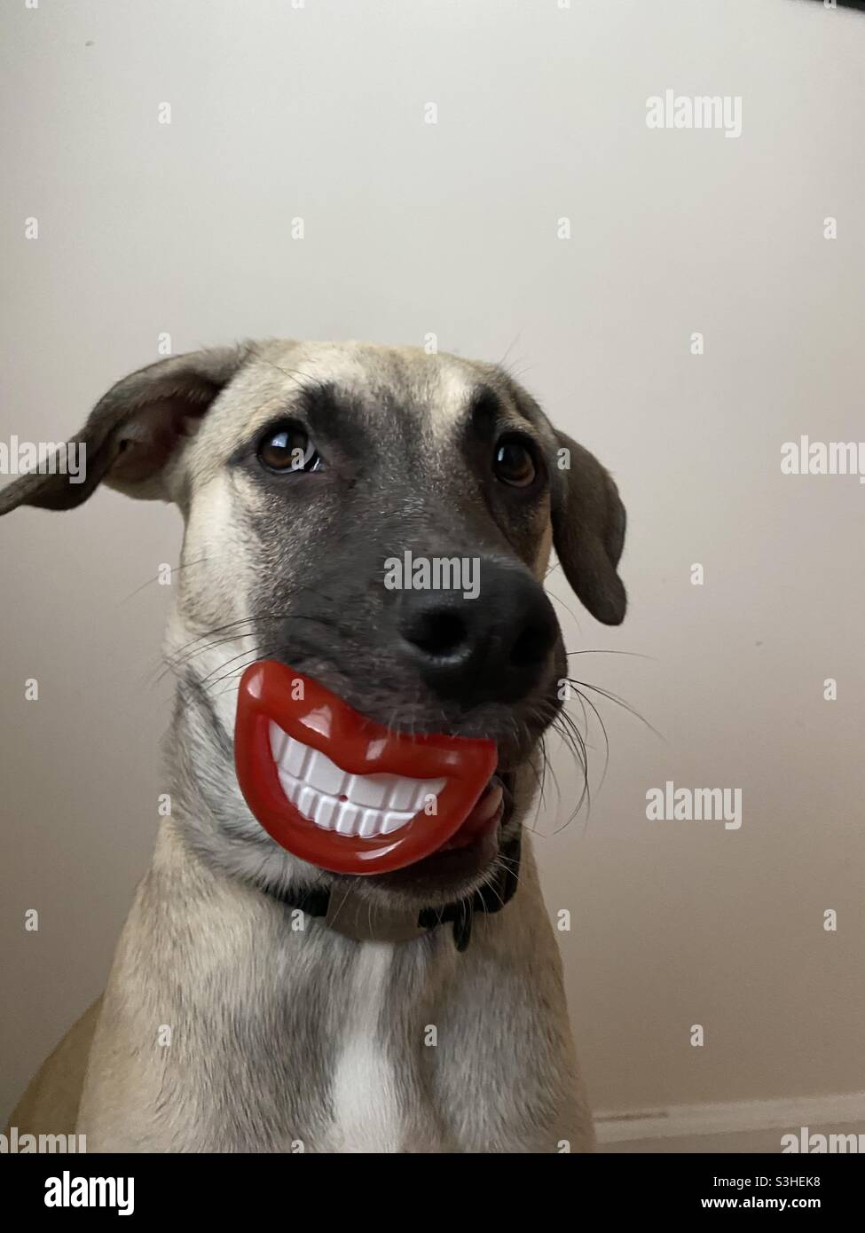 Lustiges Foto eines Hundes mit einem großen, toothy Grinsen, das von einem cleveren Hundekauen im Schnullerstil erstellt wurde. Stockfoto