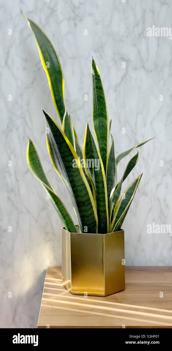 Sansevieria trifasciata Zimmerpflanze in einem Sonnenstrahl - Smartphone-aufgenommenes Stockfoto