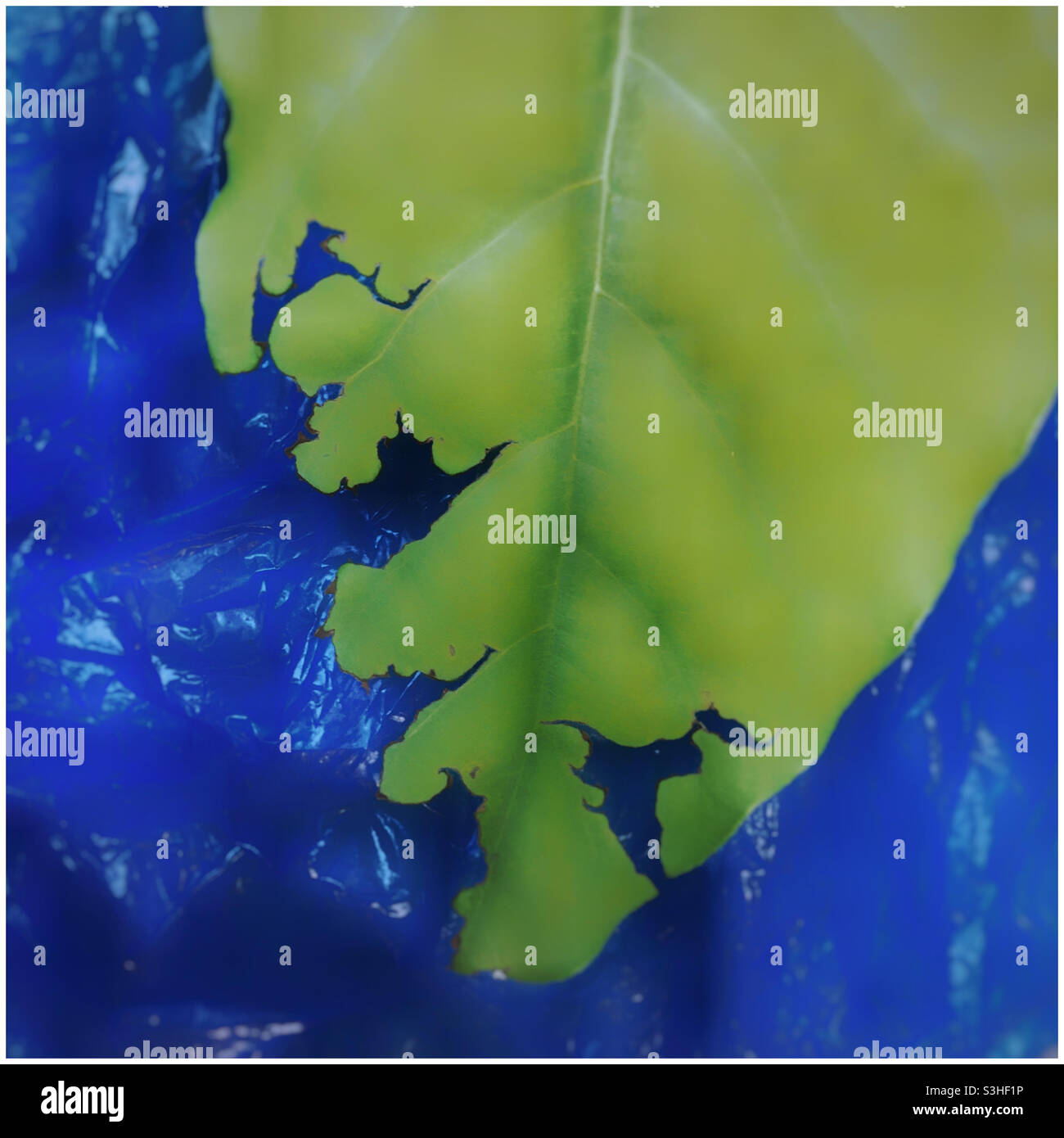 Das mit Insekten knabberte Blatt an der blauen Plastiktüte sieht aus wie eine Weltkarte - Smartphone-aufgenommenes Stockfoto