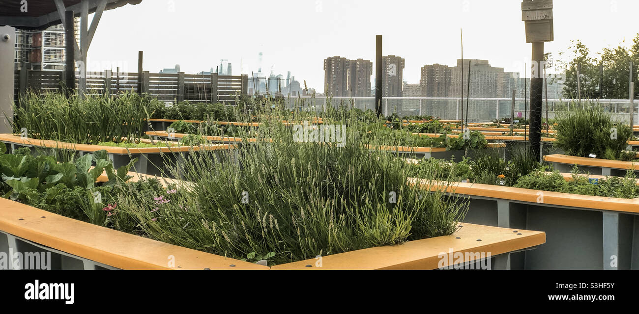 Erhöhte Gemüsebeete Gemüsegarten auf der grünen Dachterrasse auf der Terrasse eines Hochhauses in Long Island City, Queens - Smartphone-aufgenommenes Stockfoto