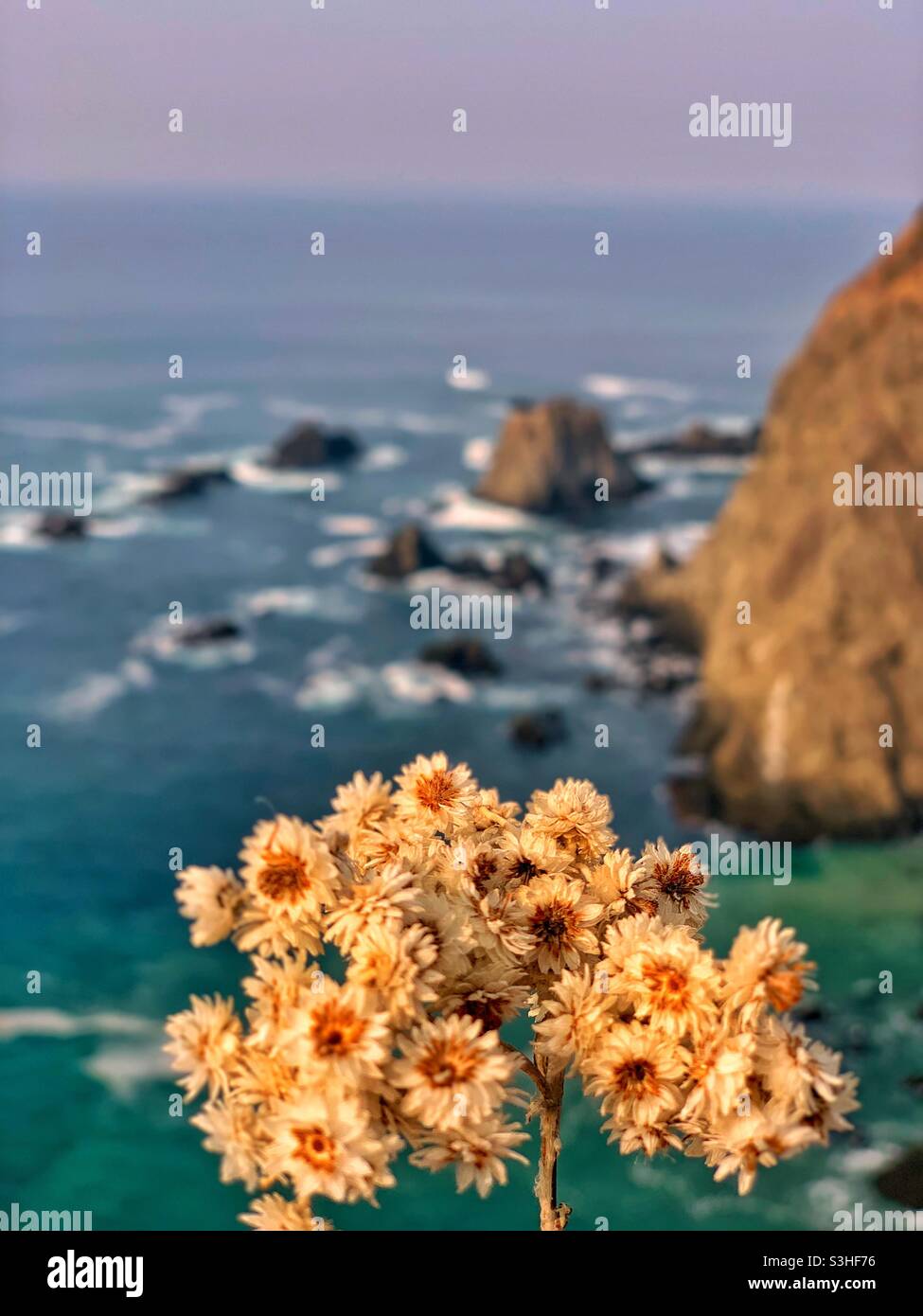 Blume gegen den Ozean Stockfoto