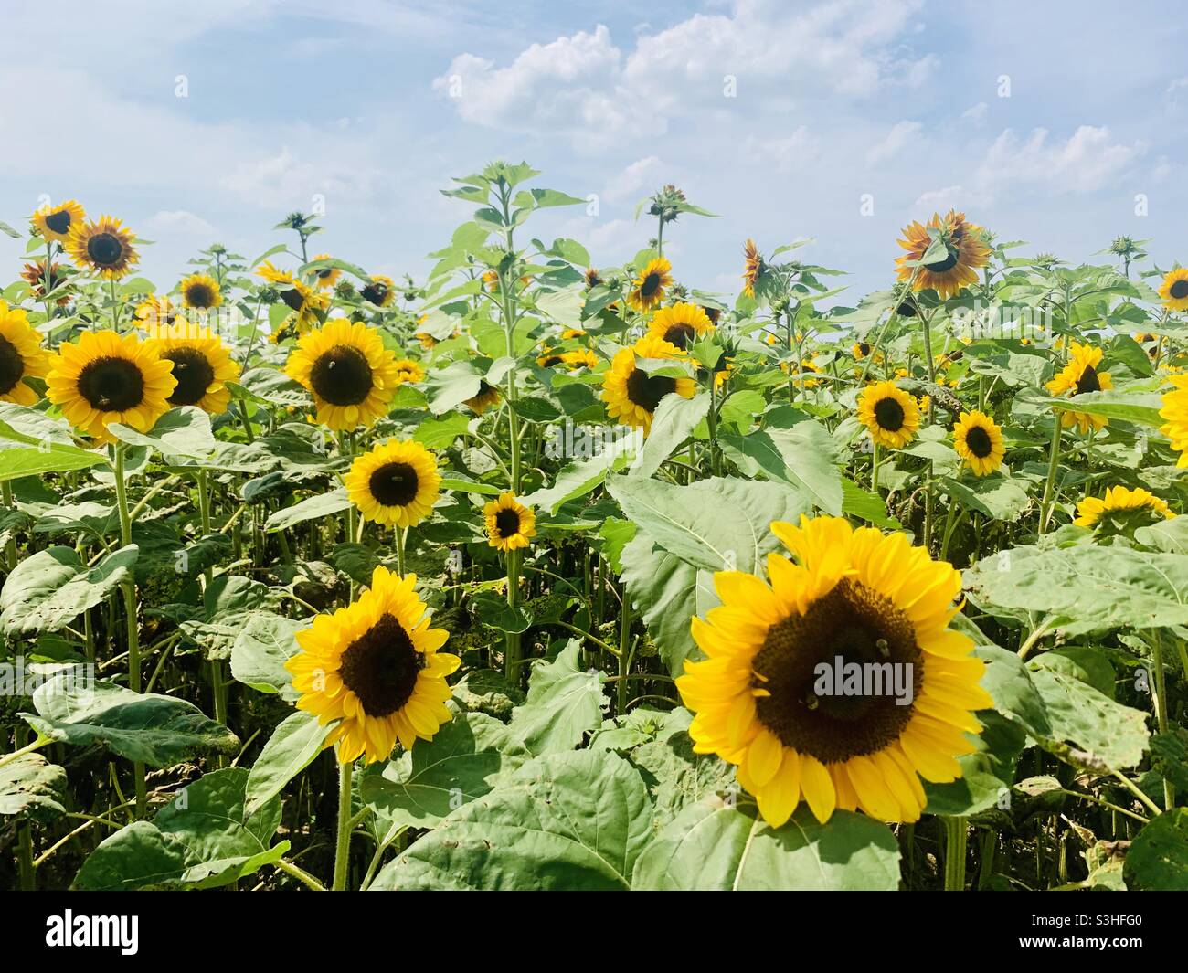 Sonnenblumensaison Stockfoto