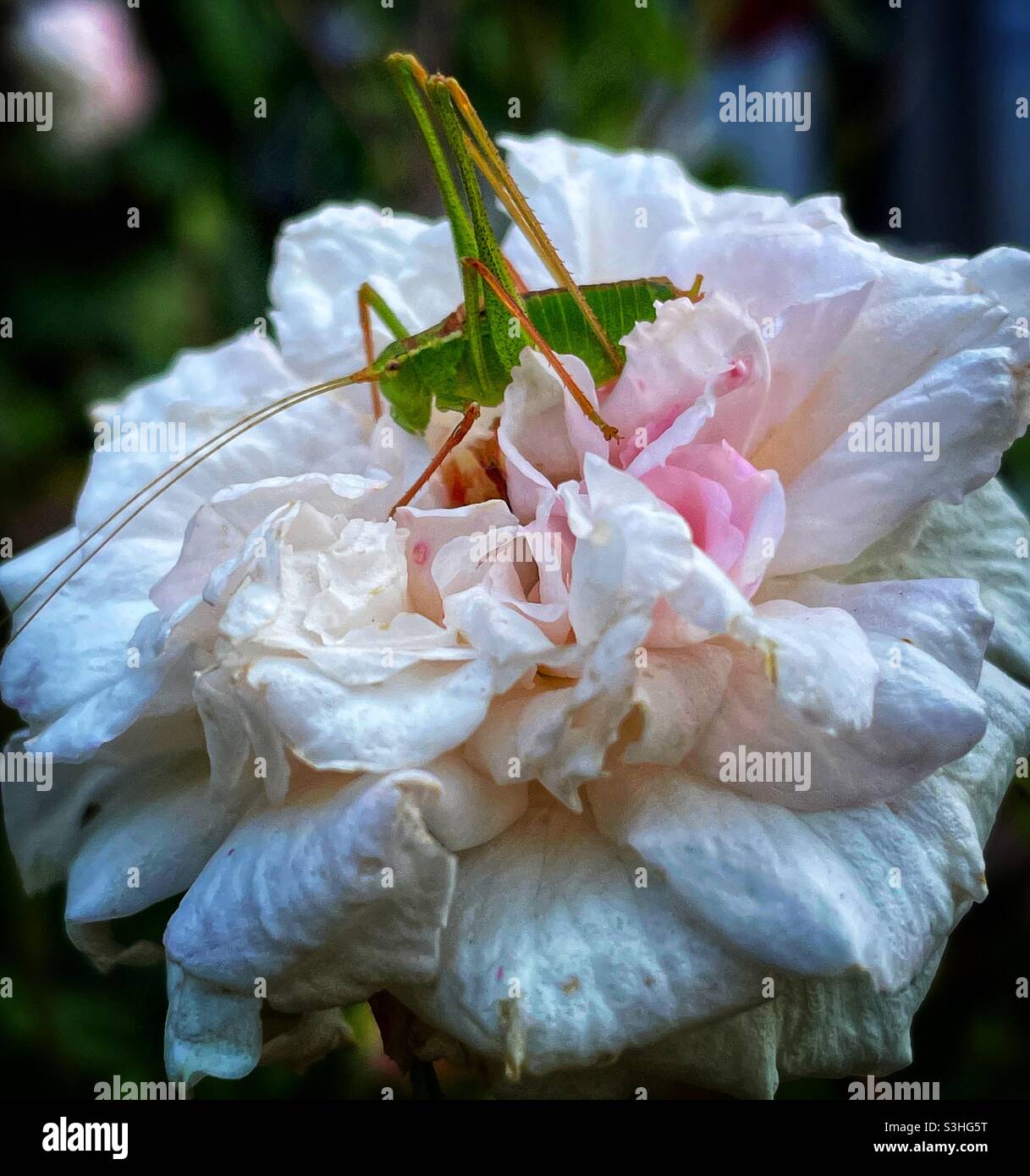 Kleine grüne Gras Trichter Fütterung auf große Rosenblume Stockfoto