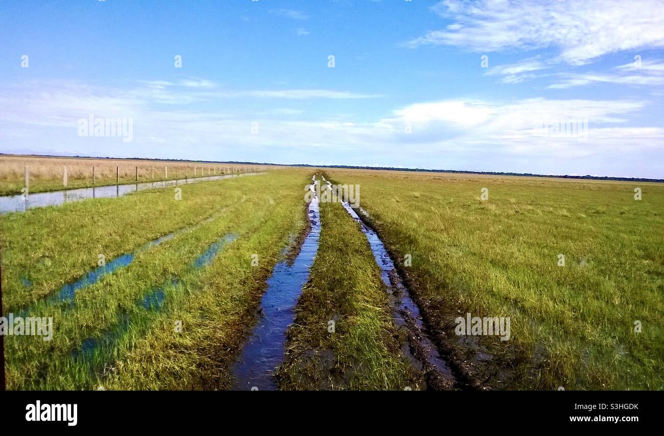 Feuchtgebiet Straße in Pantanal, Brasilien Stockfoto