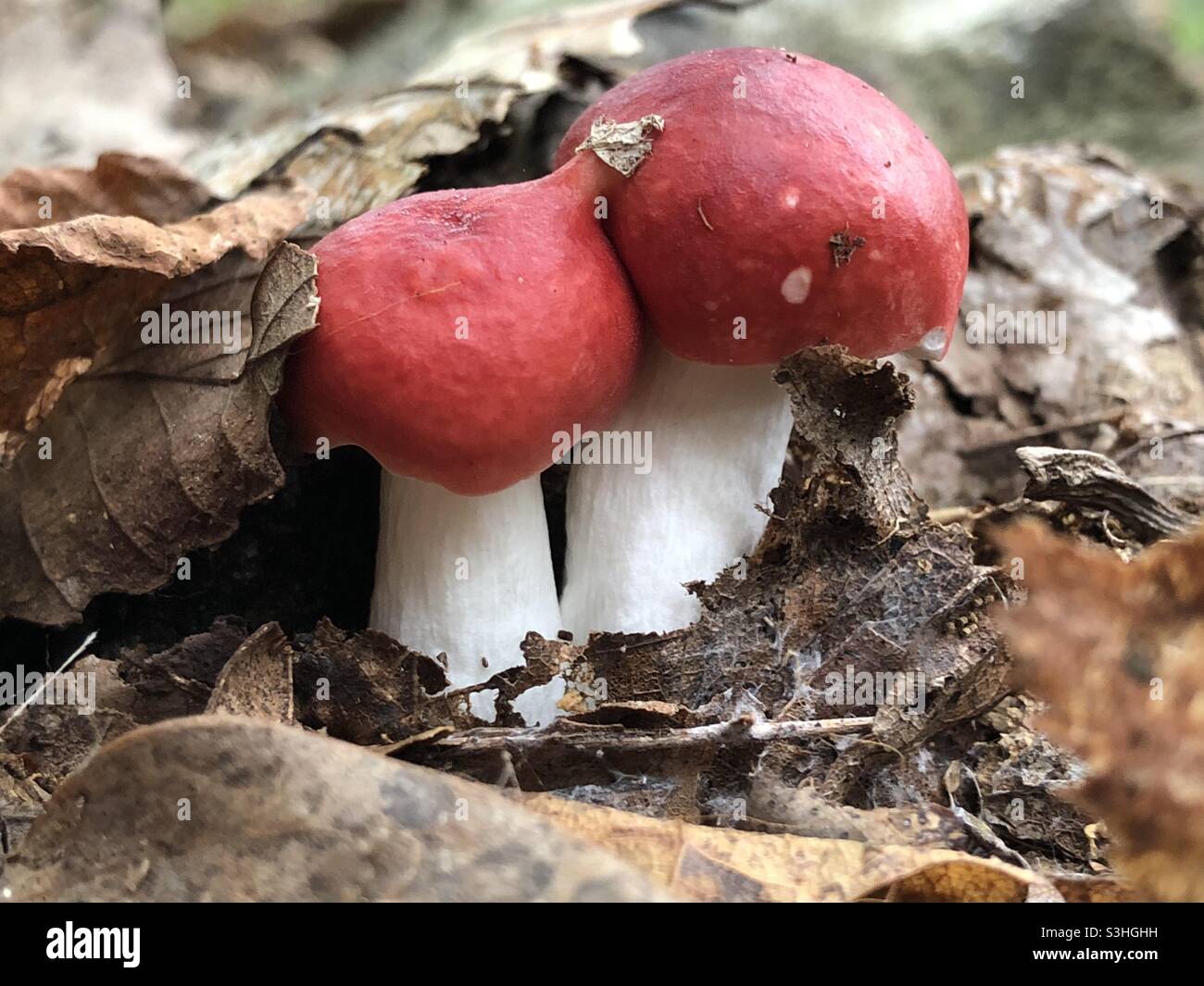 Rote und weiße Pilze wachsen in einem Wald in Putnam County, New York Stockfoto