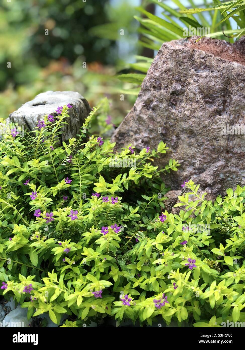 Schöner Garten Stockfoto