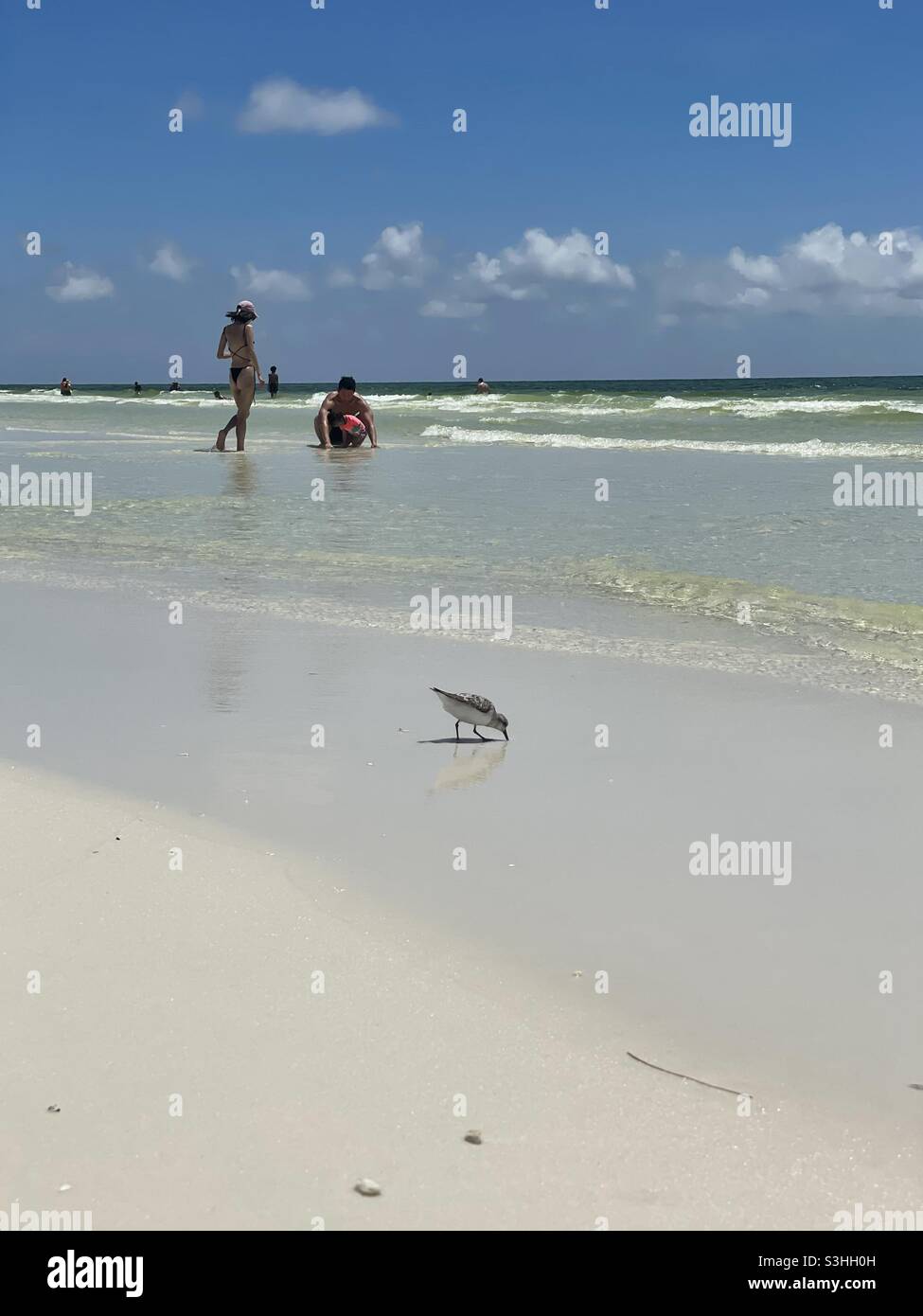 Familien genießen einen Sommerstrandtag mit einem sanderling-Vogel, der sich am Ufer ernährt Stockfoto