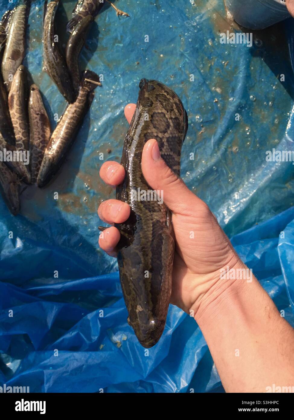 Schlangenfisch auf meiner Hand Stockfoto
