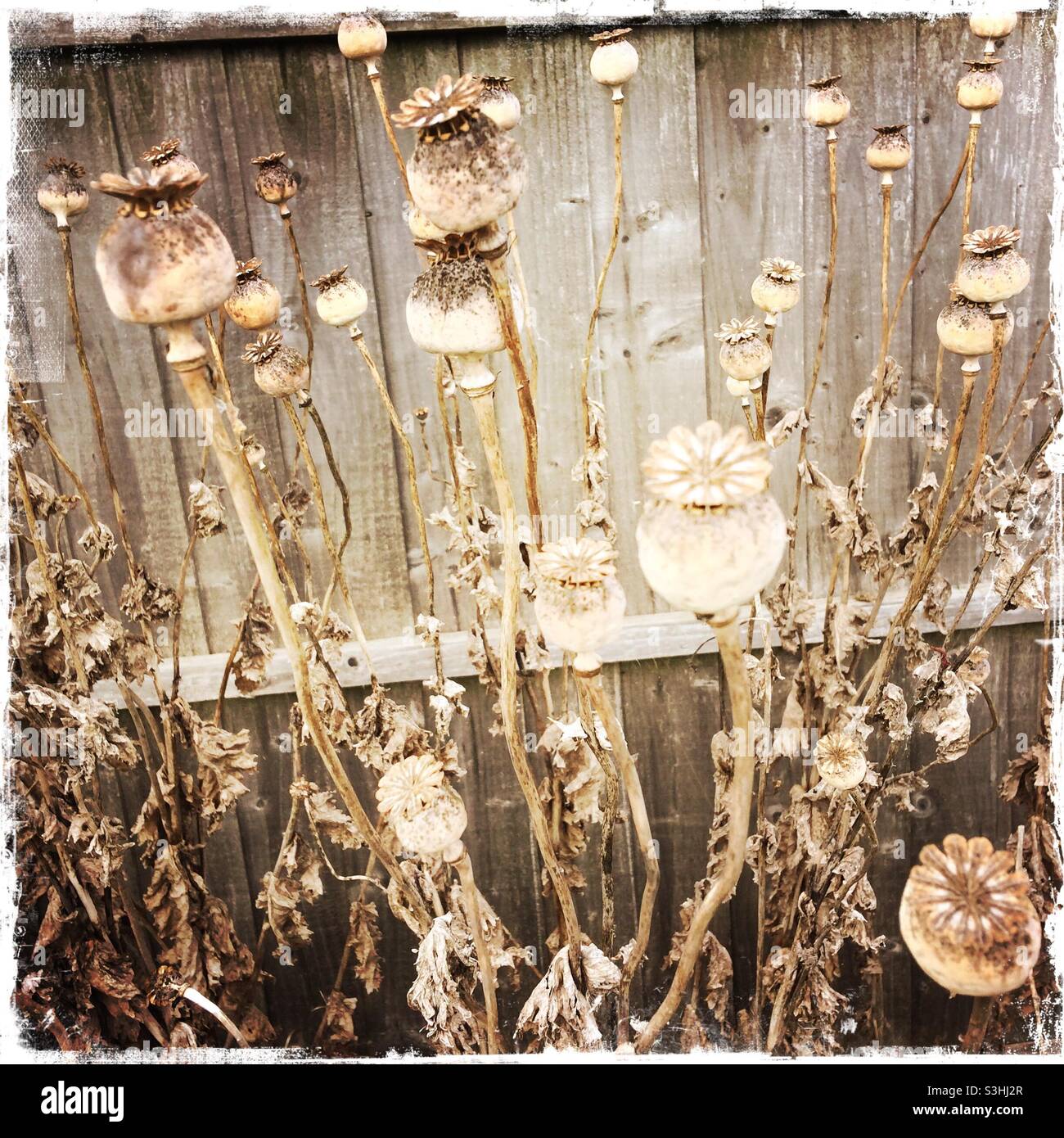 Getrocknete Sämeköpfe aus Opiummohn. Papaver somniferum, gegen einen alten Holzzaun. - Smartphone-aufgenommenes Stockfoto