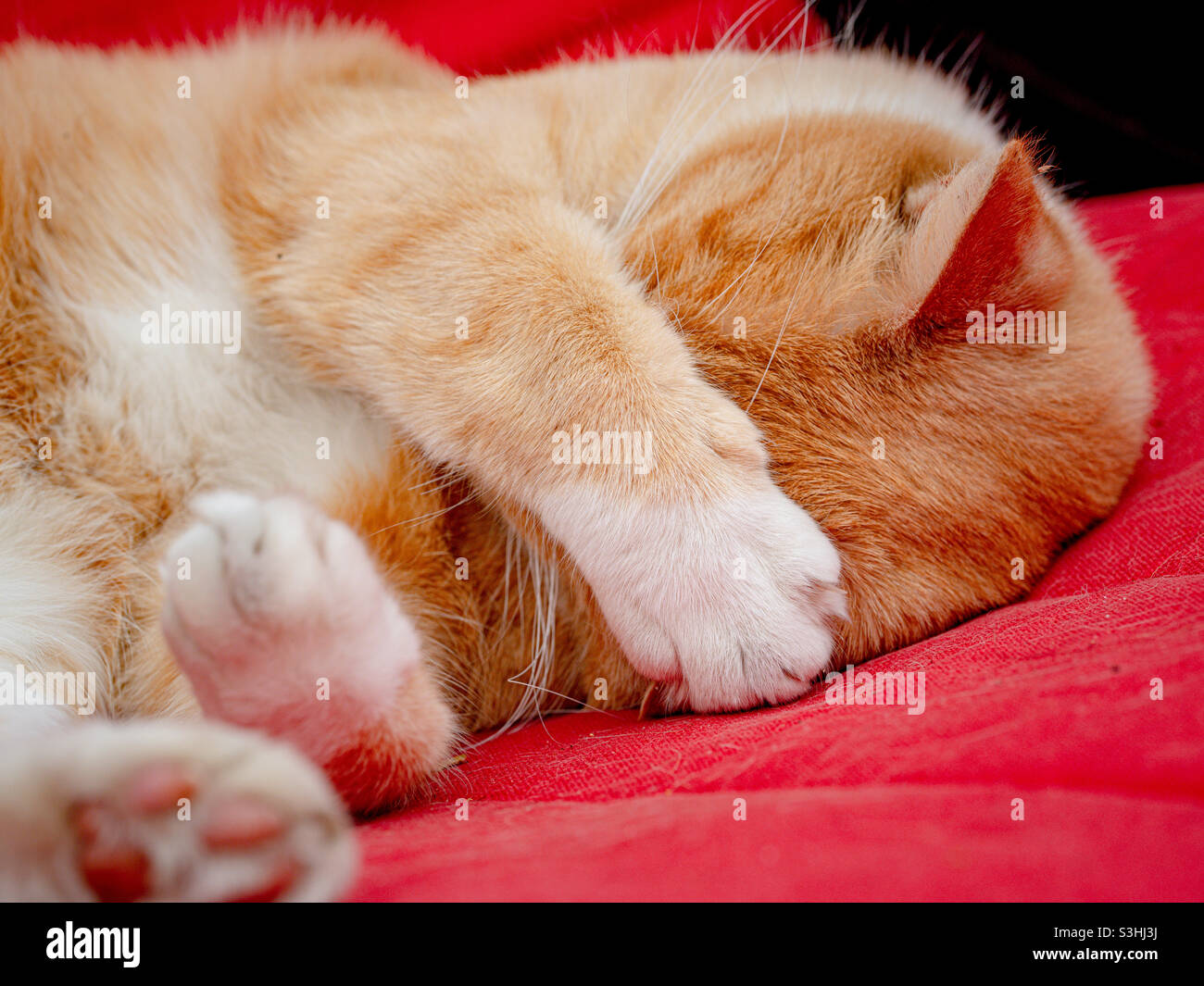 Ingwer Katze schläft mit Pfote über Gesicht - Smartphone-aufgenommenes Stockfoto