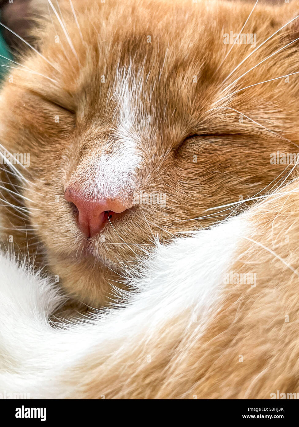 Porträt einer schlafenden Ingwerkatze - Smartphone-aufgenommenes Stockfoto