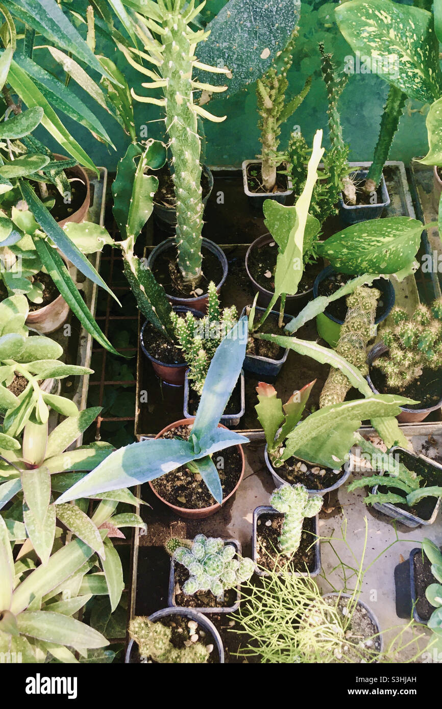 Sukkulenten Pflanzen zum Verkauf Stockfoto