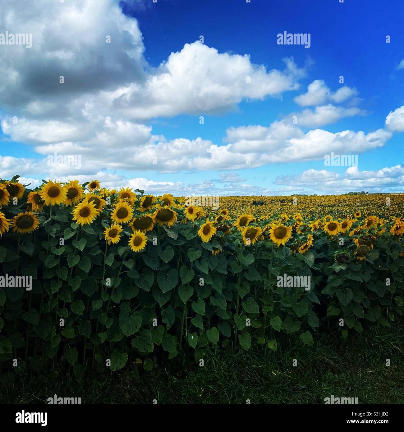 Sonnenblumen Stockfoto