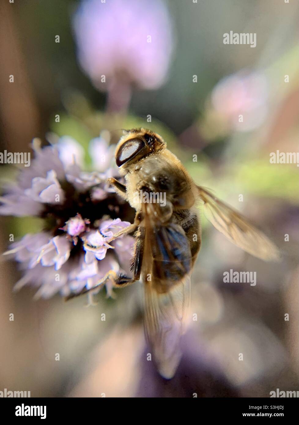 Nur eine Biene hängt herum Stockfoto