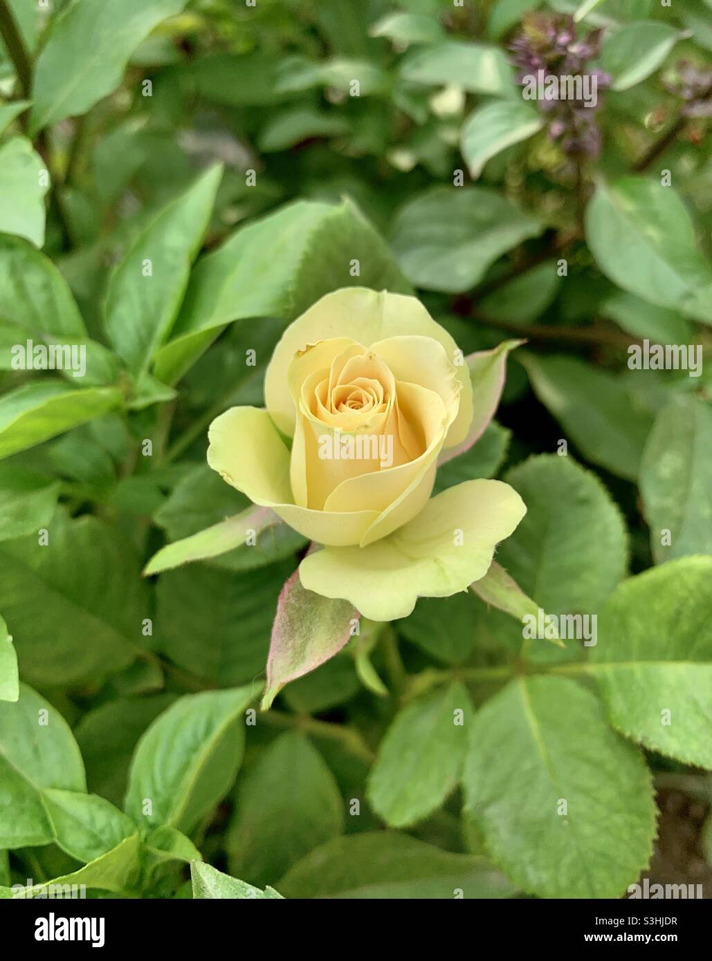 Eine schöne, kleine, blühende gelbe Rose Stockfoto
