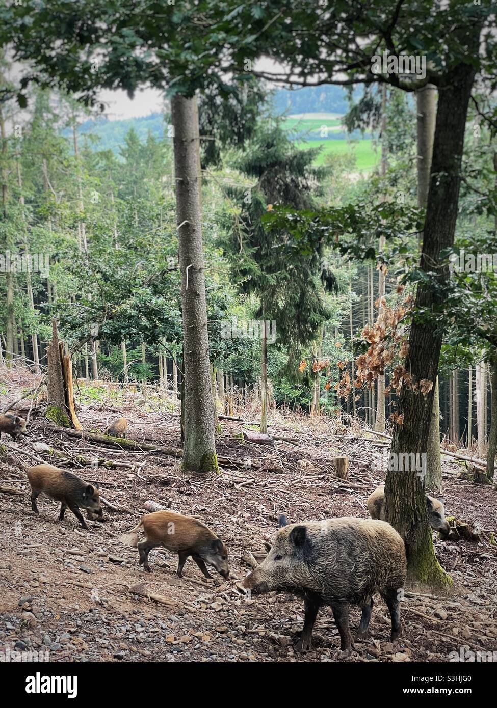 Wildschweine in einem deutschen Wald - Smartphone-aufgenommenes Stockfoto