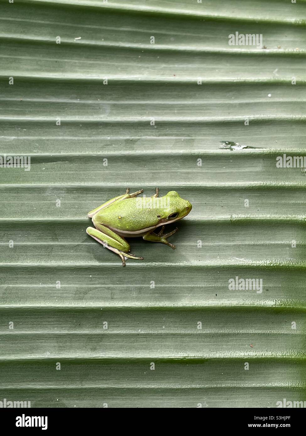 Kleiner grüner Baumfrosch auf strukturiertem Palmblatt - Smartphone-aufgenommenes Stockfoto