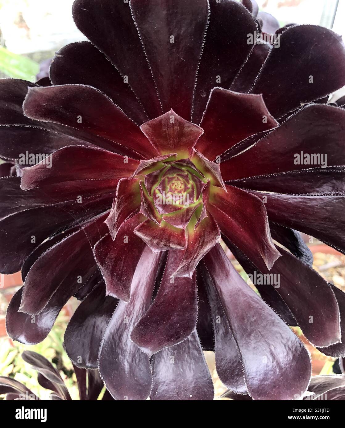 Aeonium arboreum oder Schwarze Rose Sukulente Pflanze Stockfoto