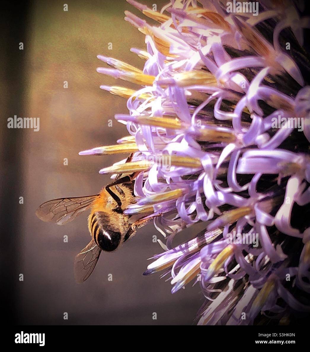 Biene, die Nektar aus Echinops-Blumen nimmt Stockfoto