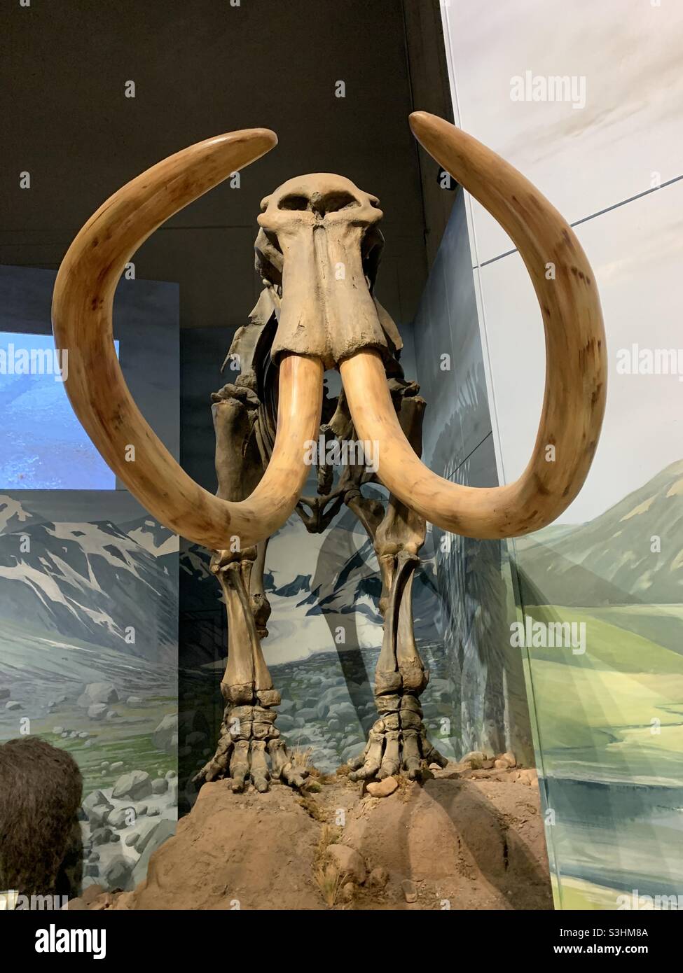Mammutskelett mit riesigen Stoßzähnen im Nationalmuseum Cardiff Stockfoto