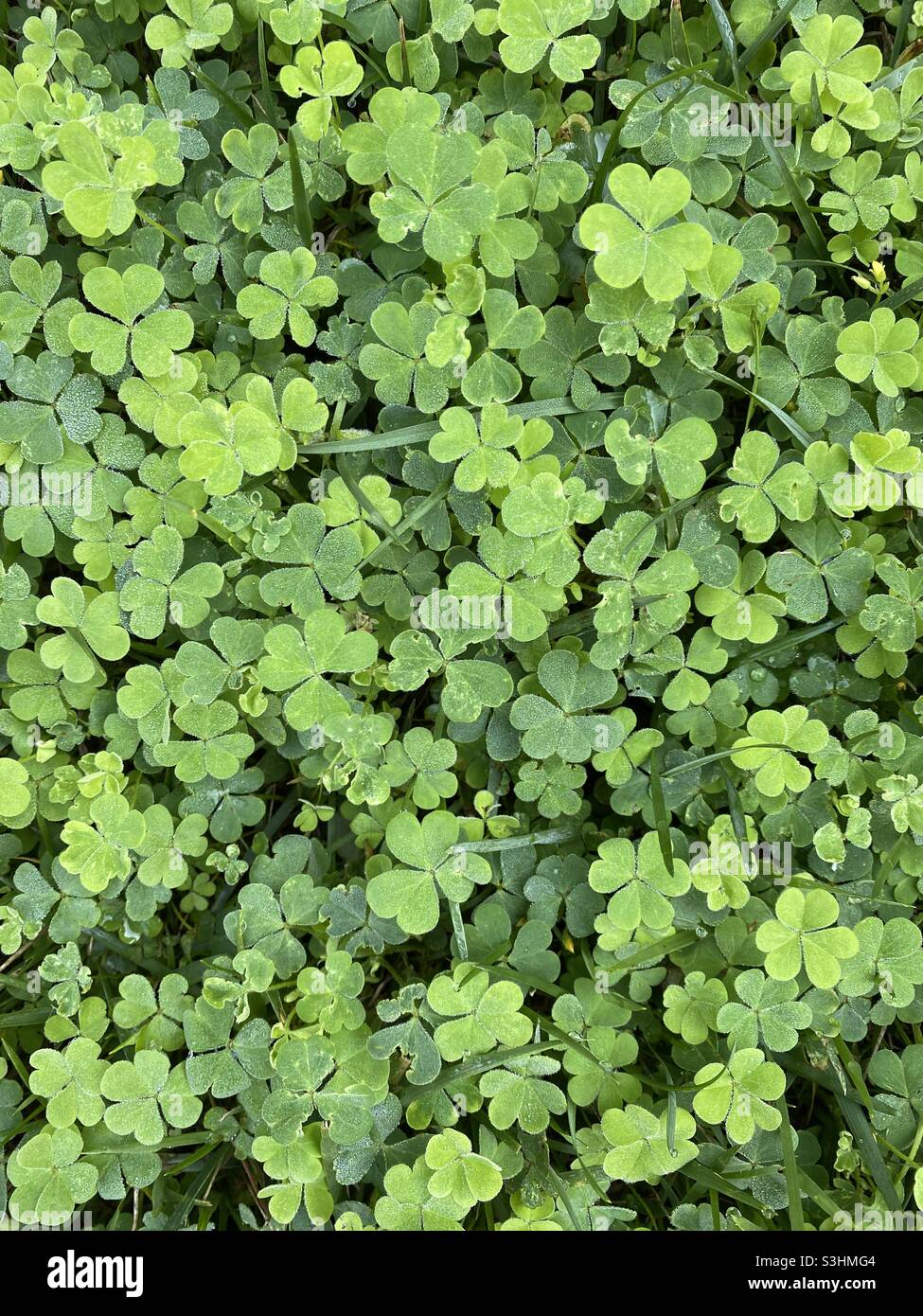 Grünes Kleegras. Hintergrund. - Smartphone-aufgenommenes Stockfoto