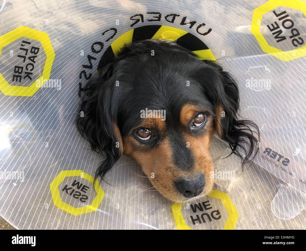 Hund im Halsband, der die Kamera anschaut - Smartphone-aufgenommenes Stockfoto