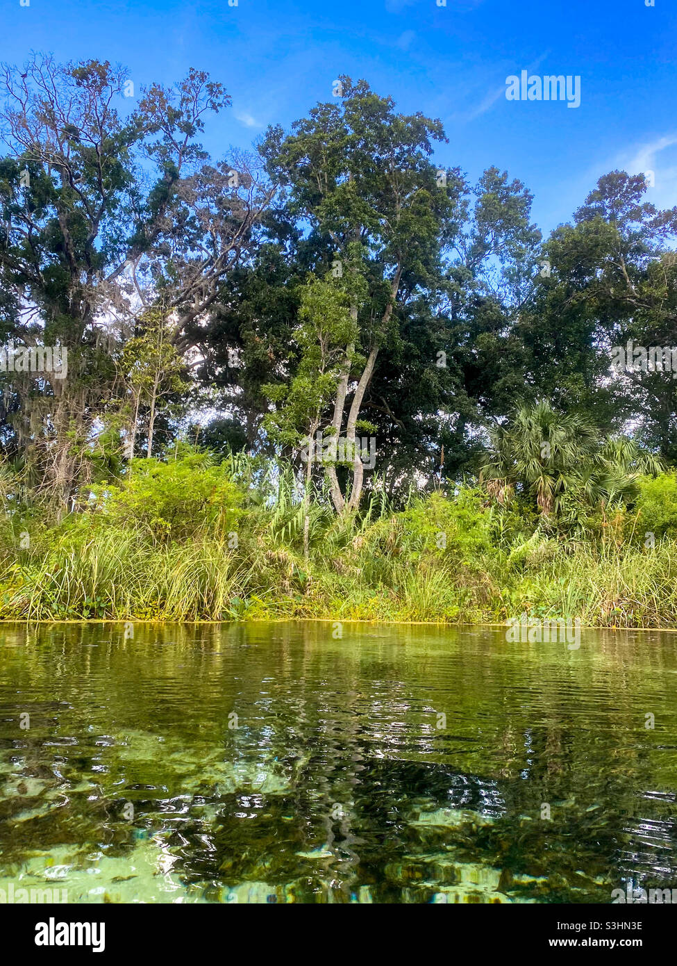 Florida Quellen, Grün und blauer Himmel Stockfoto