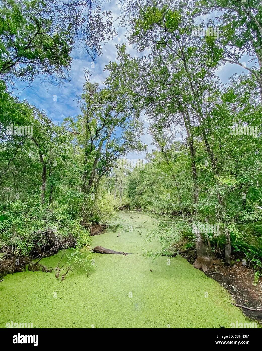 Sumpfiges Grün in Florida Stockfoto