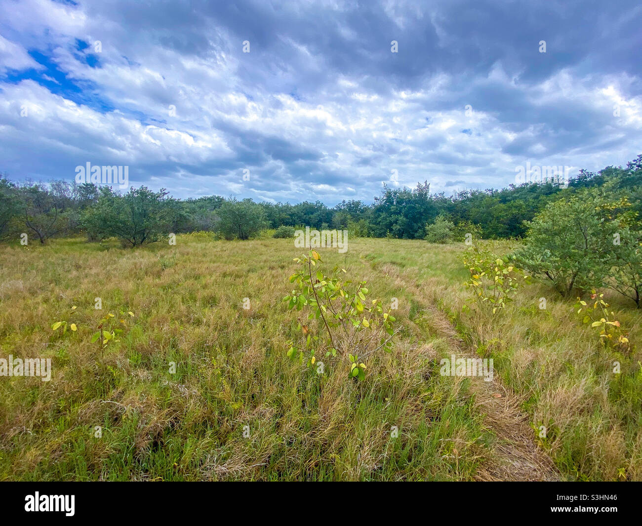 Offene Wiese im Südwesten Floridas Stockfoto