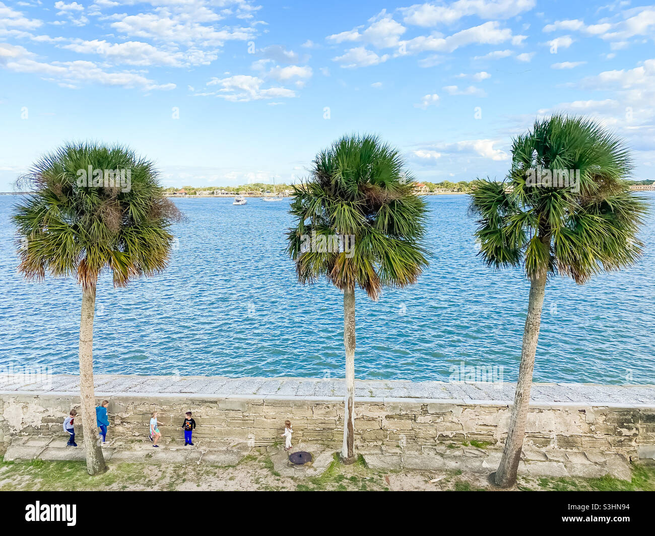 Drei Palmen auf dem Land in der Nähe des Ozeans Stockfoto